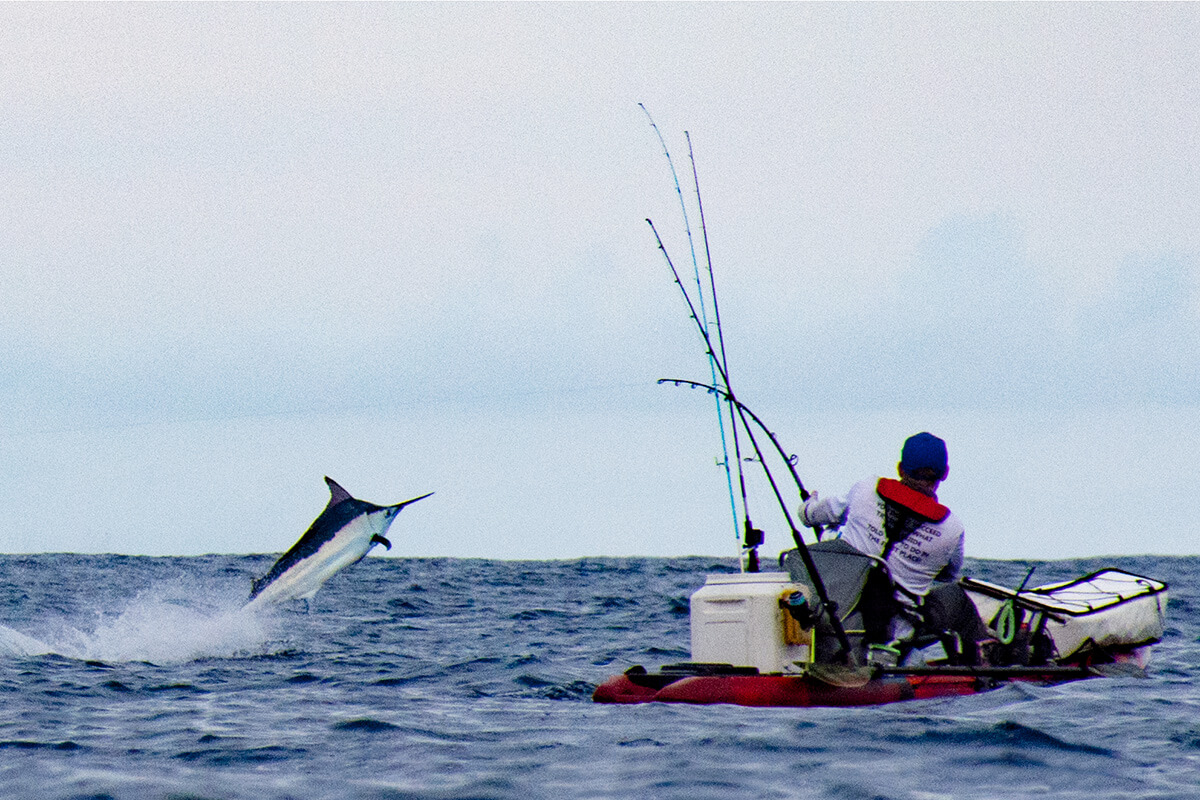 500 pound black marlin jumps in the background with angler on kayak in foreground